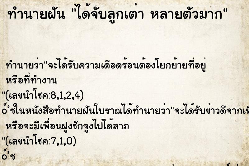 ทำนายฝันทำนายฝันได้จับลูกเต่าหลายตัวมาก
